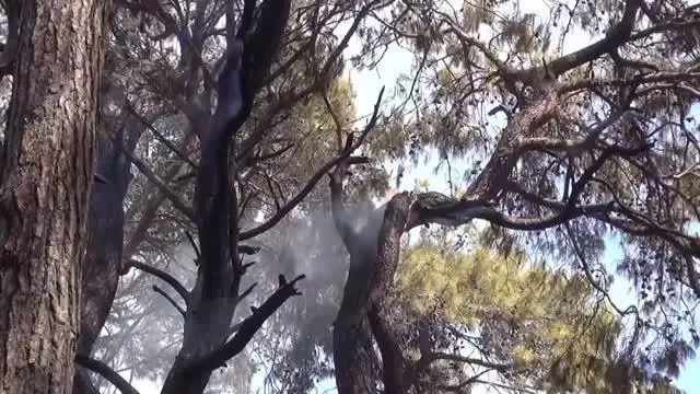 Manavgat'ta çıkan orman yangını havadan ve karadan müdahaleyle kontrol altına alındı