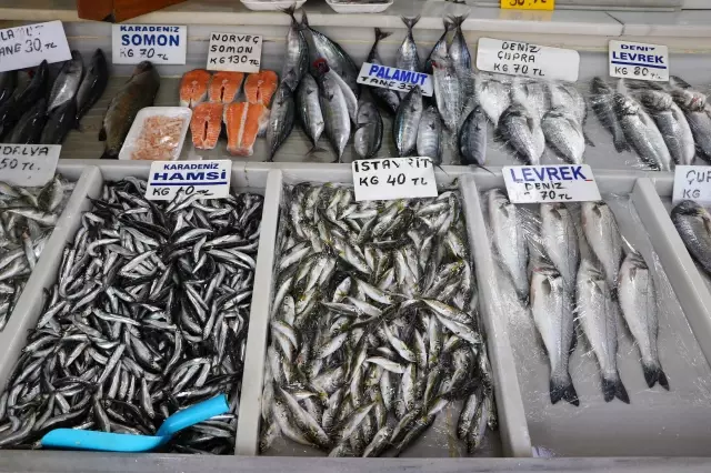 Marmara'dan çıkan bol palamut balıkçıyı sevindirdi