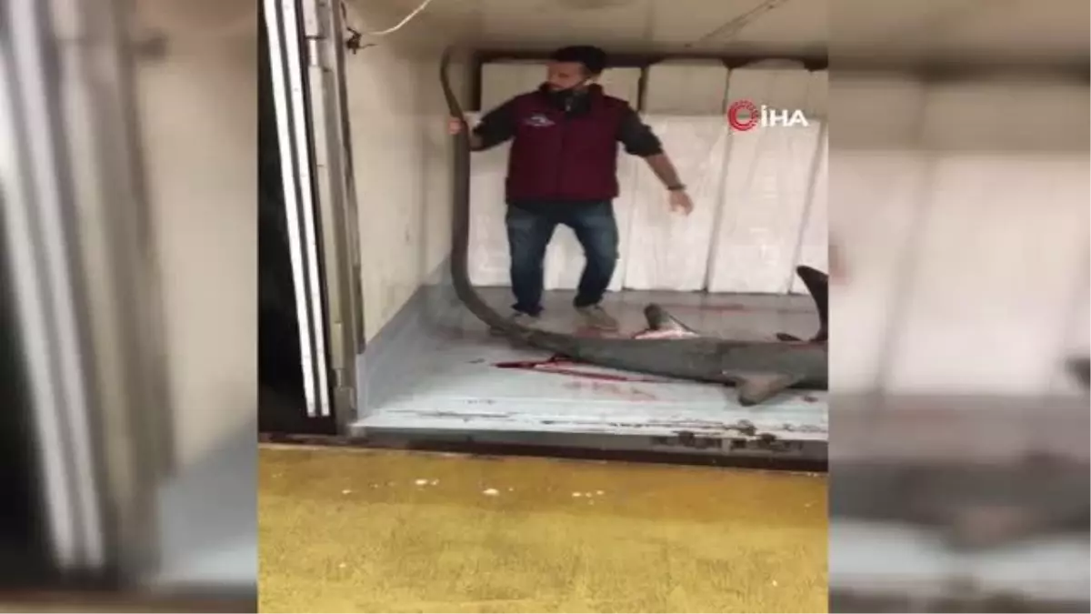 Marmara Denizinde 4 metre köpek balığı yakalandı