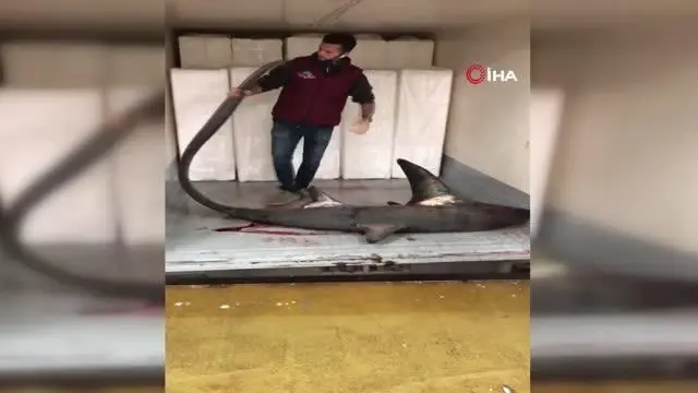 Marmara Denizinde 4 metre köpek balığı yakalandı