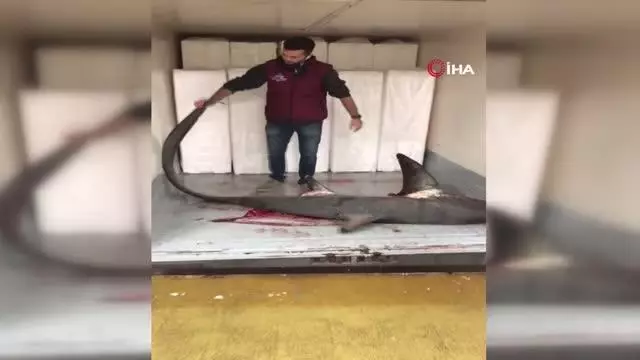 Marmara Denizinde 4 metre köpek balığı yakalandı