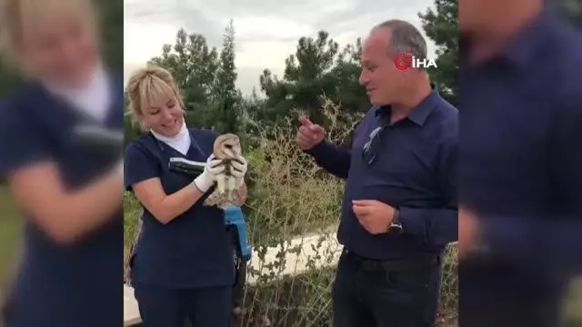 Peçeli baykuş 3 aylık bakım sonrası tabiata salındı