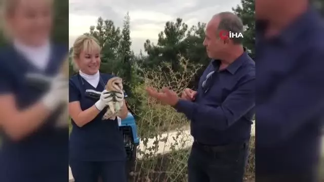 Peçeli baykuş 3 aylık bakım sonrası tabiata salındı