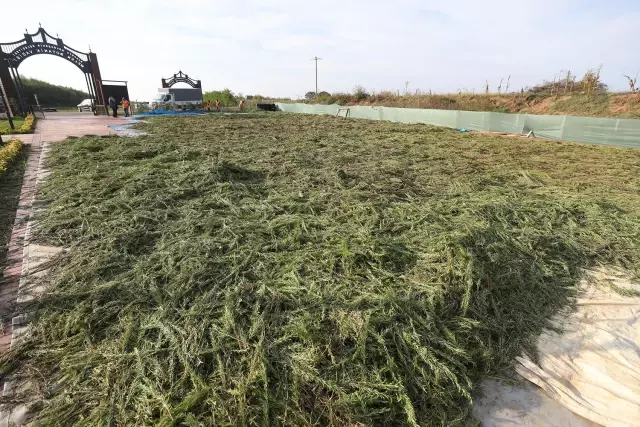 Belediyenin yetiştirdiği tıbbi ve aromatik bitkiler ihracat yolunda