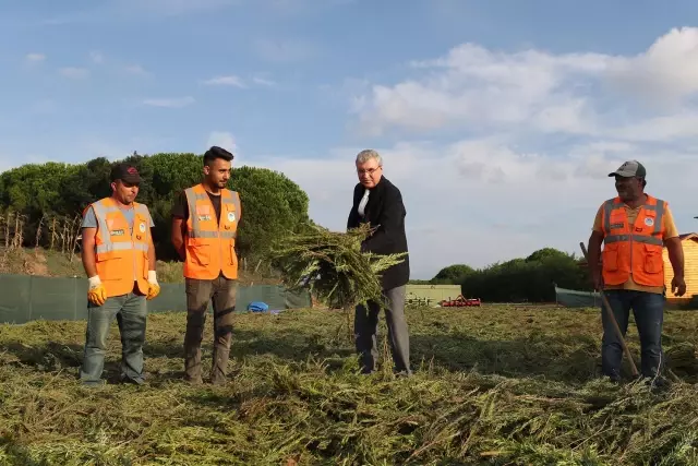 Belediyenin yetiştirdiği tıbbi ve aromatik bitkiler ihracat yolunda