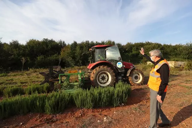 Belediyenin yetiştirdiği tıbbi ve aromatik bitkiler ihracat yolunda