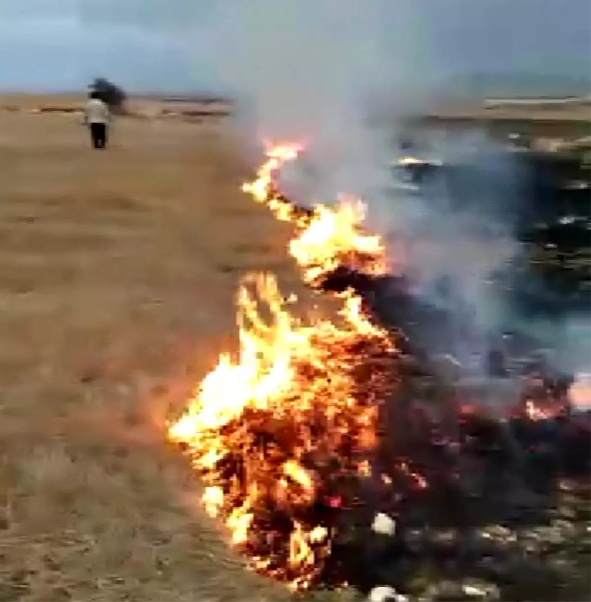 Son dakika! Seyitgazi'de çıkan yangında 5 dönüm tarım arazisi küle döndü