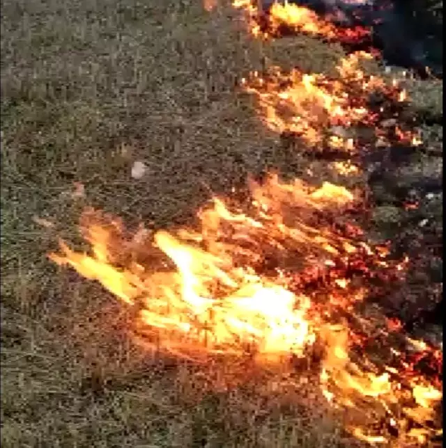 Son dakika! Seyitgazi'de çıkan yangında 5 dönüm tarım arazisi küle döndü