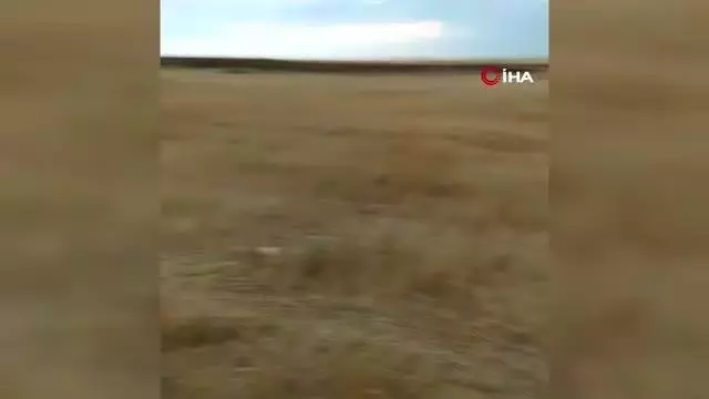 Son dakika! Seyitgazi'de çıkan yangında 5 dönüm tarım arazisi küle döndü