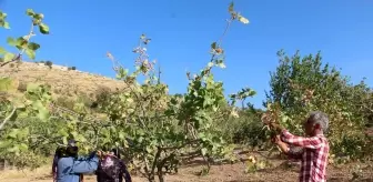 İhracat: Siirt'te, ülke ekonomisine 10 milyar lira gelir sağlayan fıstık hasadı sona erdi İhracat: Siirt'te, ülke ekonomisine 10 milyar lira gelir sağlayan fıstık hasadı sona erdi