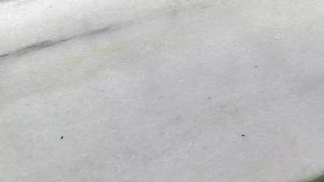 Sultangazili vatandaşlar, sayıları gittikçe artan dantel böceklerinden şikayet ediyor