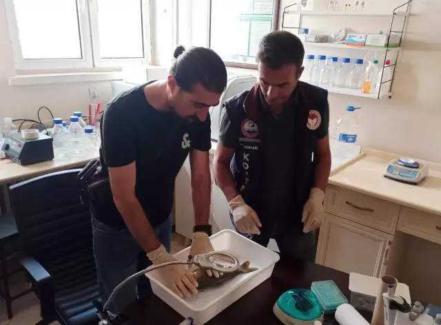 Barajlardaki balık ölümlerinin nedeni araştırılıyor