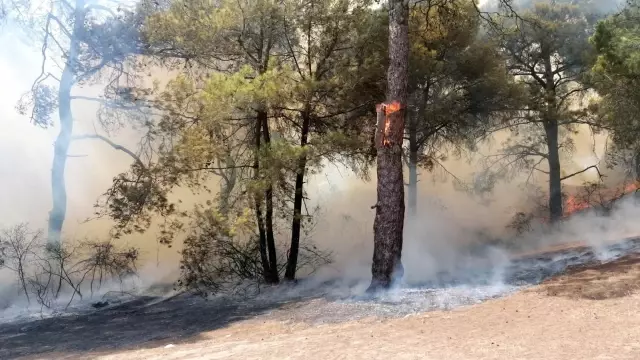 Manavgat'ta çıkan orman yangınında vatandaşlar seferber oldu
