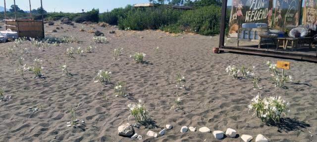 Yılda bir defa açan kum zambaklarını koparmanın cezası 80 bin lira