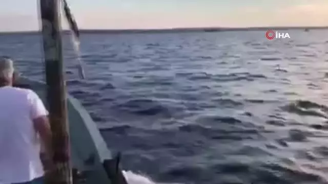 Yunuslar tekneyle yarıştı