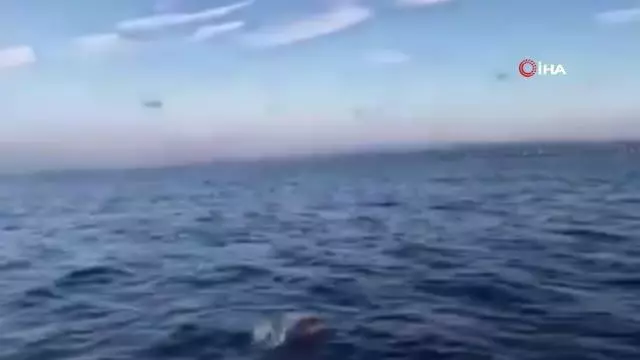 Yunuslar tekneyle yarıştı