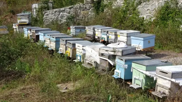 Arı üreticileri 300 ton baldan 60 milyon TL gelir elde etti