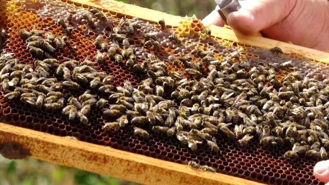 Arı üreticileri 300 ton baldan 60 milyon TL gelir elde etti