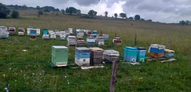 Arı üreticileri 300 ton baldan 60 milyon TL gelir elde etti