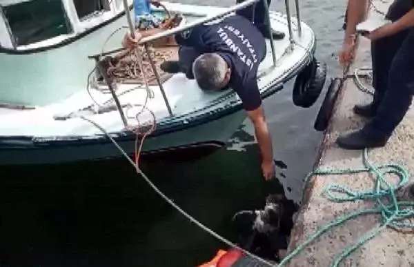 AVCILAR'DA DENİZE DÜŞEN KEDİ KURTARILDI
