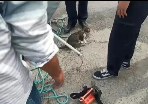 AVCILAR'DA DENİZE DÜŞEN KEDİ KURTARILDI