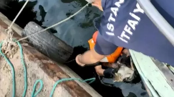 AVCILAR'DA DENİZE DÜŞEN KEDİ KURTARILDI