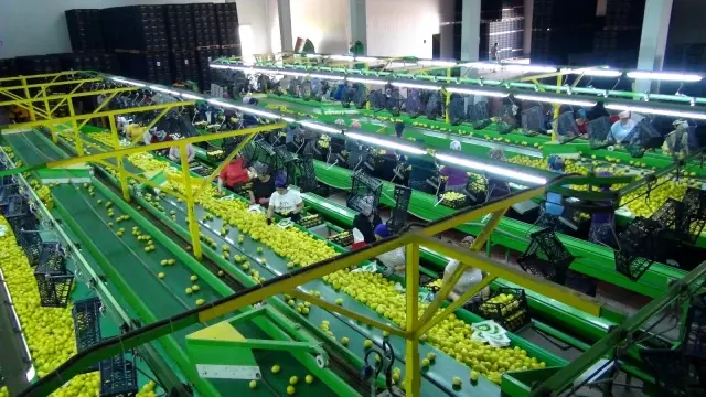 Balkan ülkelerine limon ihracatı başladı