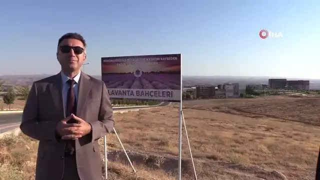 Batman Üniversitesinde ilk lavanta hasadı yapıldı