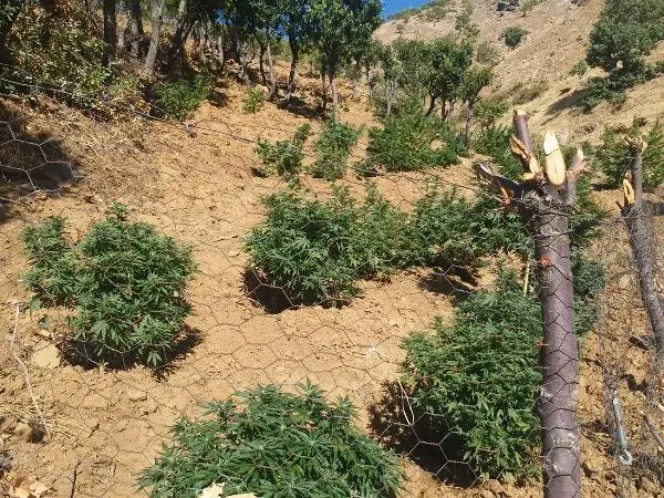 Bingöl'de 1100 kök kenevir ve 21 kilo esrar ele geçirildi