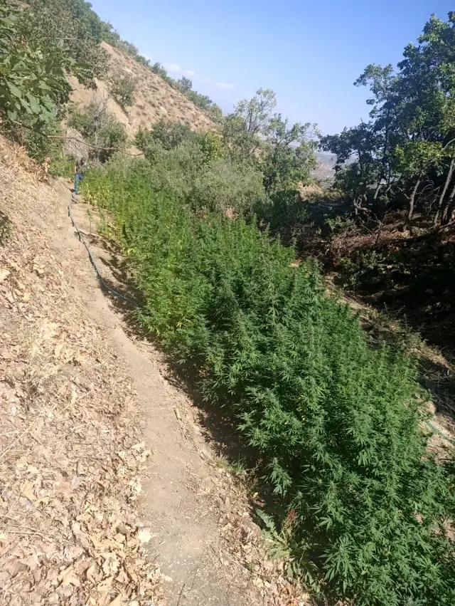 Bingöl'de bin 100 kök kenevir ve 21 kilo esrar ele geçirildi