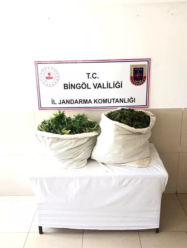 Bingöl'de bin 100 kök kenevir ve 21 kilo esrar ele geçirildi