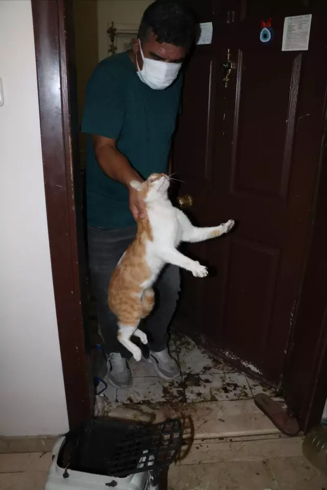 Kapısı çilingir yardımıyla açılan daireden 50 kedi çıkarıldı