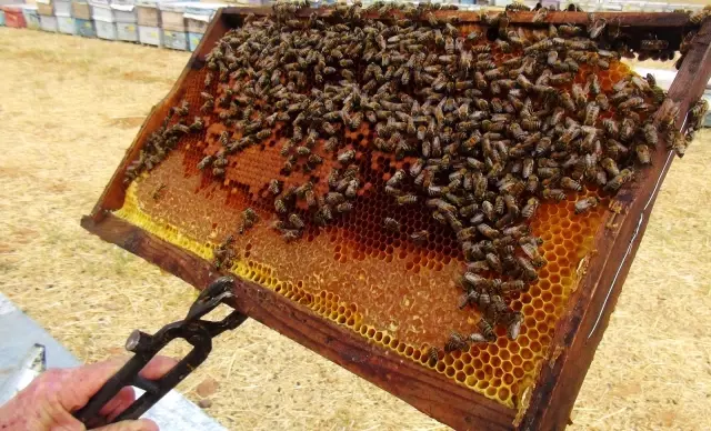 Son dakika... Yangın arıcıları vurdu, çam balı üretimi yağmura kaldı