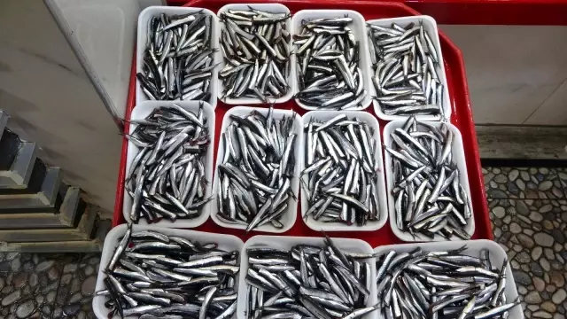 Çanakkale'de sardalyanın fiyatı 30 liraya düştü