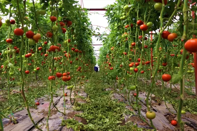 Dayanıklılığı ve lezzetiyle öne çıkan Söğüt domatesine talep artıyor