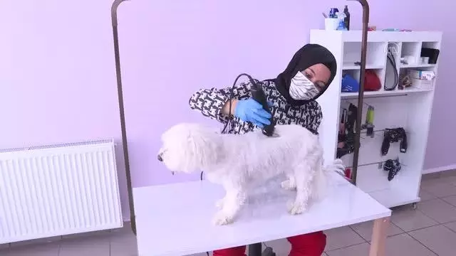 Devlet desteğiyle açtığı kuaför salonunda evcil hayvanları güzelleştiriyor