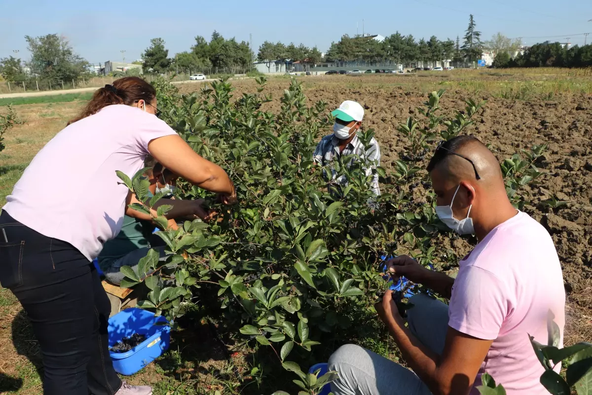 Edirne'de yüksek verimli