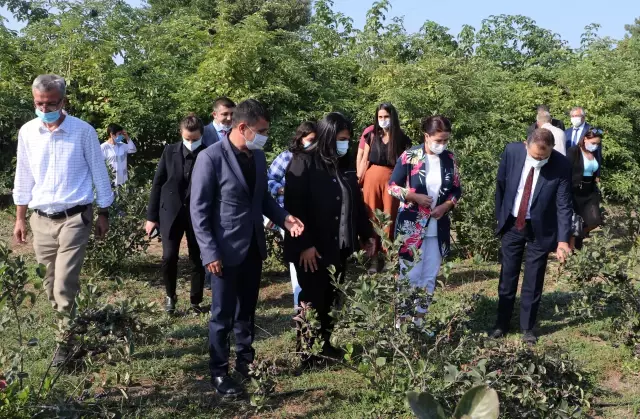 Edirne'de yüksek verimli aronya ve mürver in hasadına başlandı