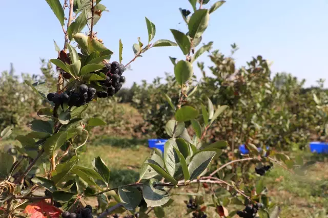 Edirne'de yüksek verimli aronya ve mürver in hasadına başlandı