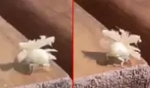 Ekvator böceği Türkiye'de görülmeye başlandı! Şeklini ve asıl yaşadığı yeri duyanlar heyecanlanıyor