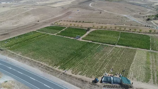 Yıllık 80 bin ton sebze üretimi ile ekonomiye katkı sağlanıyor