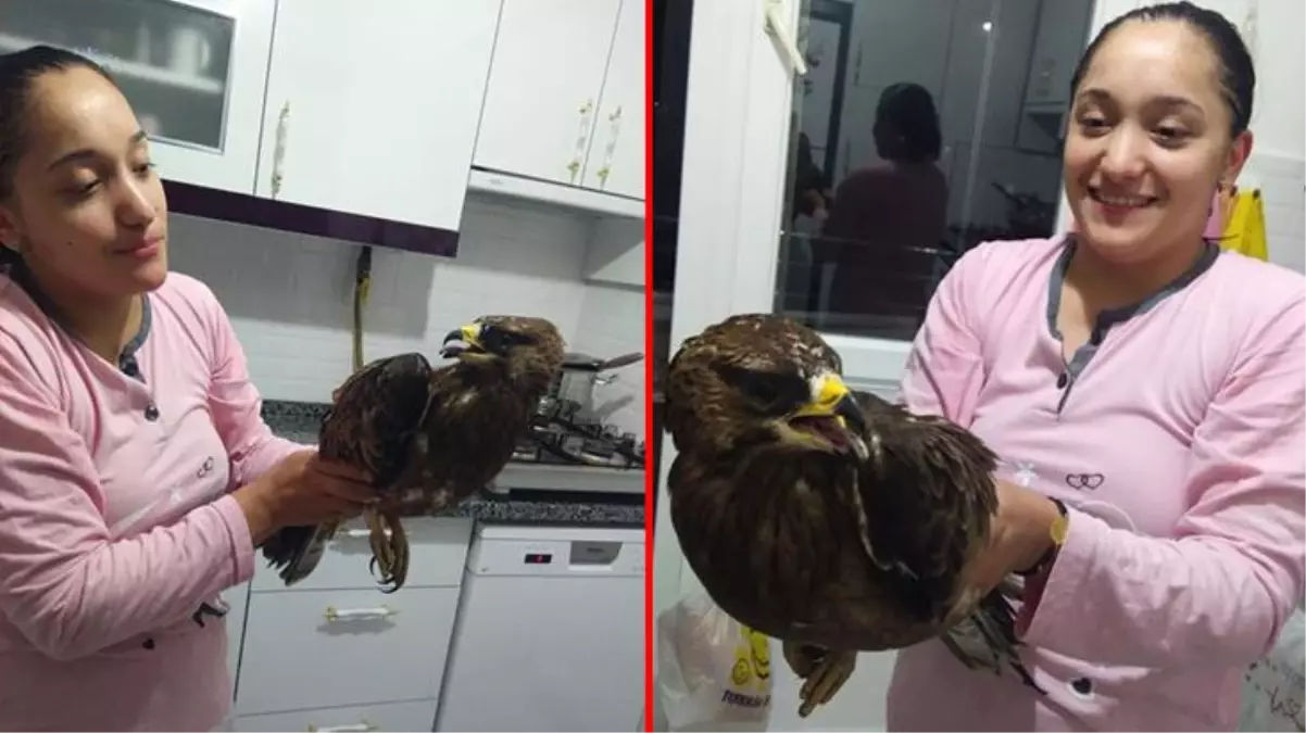 Balkondan bir anda evin içine dalan yırtıcı şahin, aileyi çığlık çığlığa bıraktı
