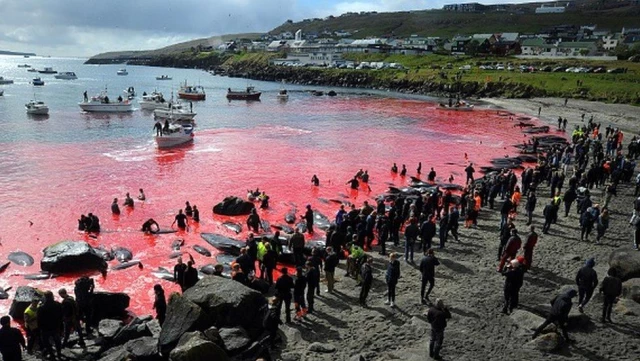 Faroe Adaları'nda 1400'den fazla yunusun sahilde bıçaklanarak öldürülmesi tepki topluyor