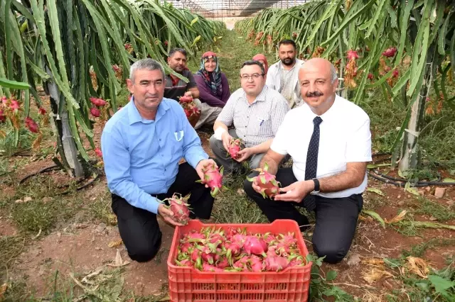 Geleneksel ürünlerde maliyet artınca çiftçiler tropik meyvelere yöneldi
