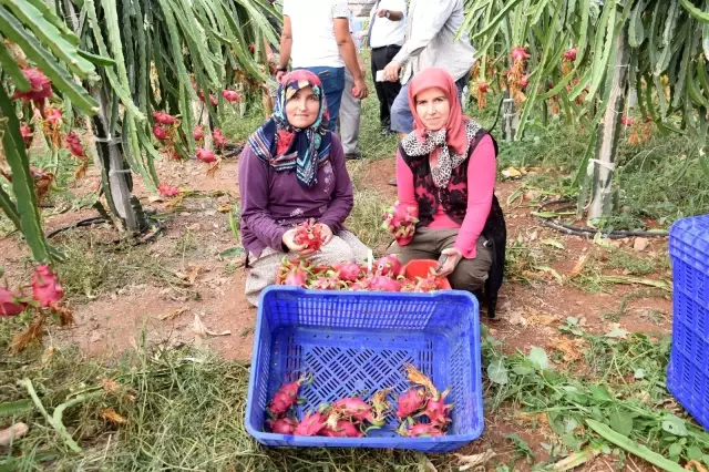 Geleneksel ürünlerde maliyet artınca çiftçiler tropik meyvelere yöneldi