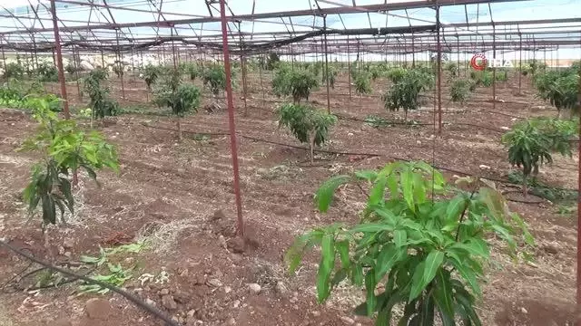Geleneksel ürünlerde maliyet artınca çiftçiler tropik meyvelere yöneldi