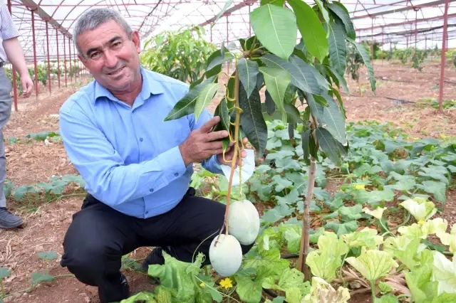Geleneksel ürünlerde maliyet artınca çiftçiler tropik meyvelere yöneldi