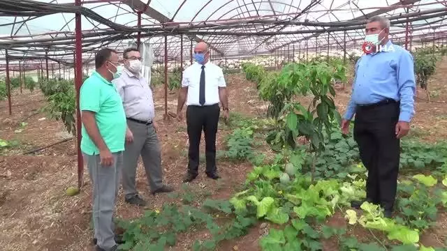 Geleneksel ürünlerde maliyet artınca çiftçiler tropik meyvelere yöneldi