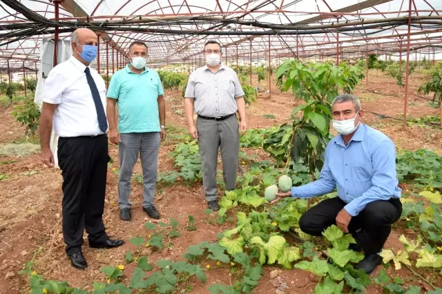 Geleneksel ürünlerde maliyet artınca çiftçiler tropik meyvelere yöneldi