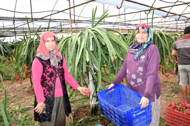 Geleneksel ürünlerde maliyet artınca çiftçiler tropik meyvelere yöneldi